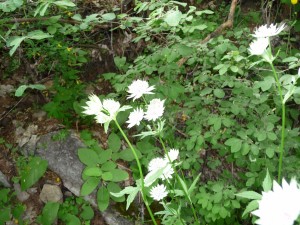LA Foux Dallos 328  